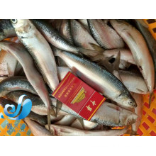 New Arrival Sea Frozen Whole Round Sardine Fish